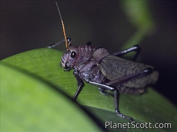 Reticulate Lubber Grasshopper (Romalea reticulata)