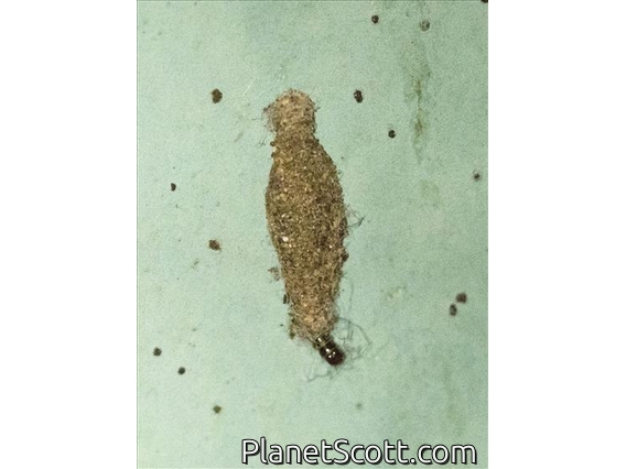 Household Casebearer (Phereoeca uterella)