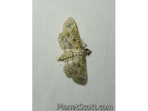 Pearl Moth (Samea sp)