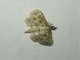 Pearl Moth (Samea sp)
