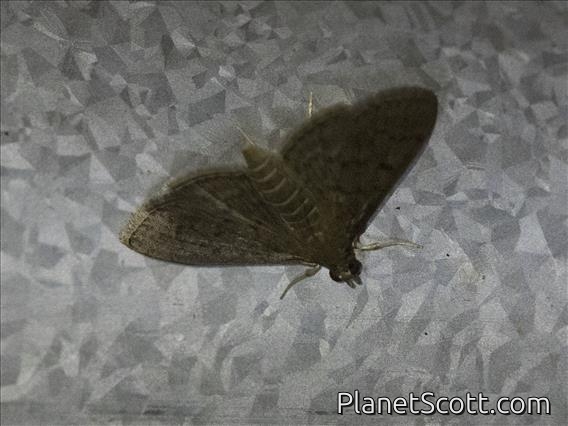 Crambid Snout Moth (Herpetogramma sp)