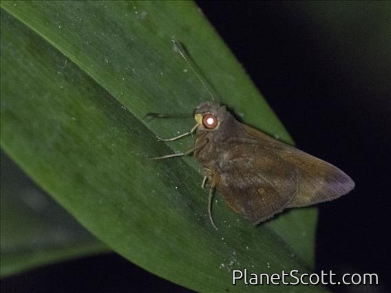 Skipper (Hesperiidae sp)