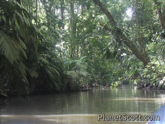 Tortuguero