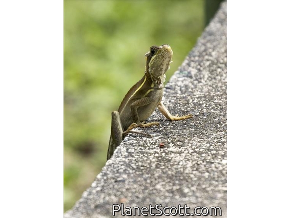 Brown Basilisk (Basiliscus vittatus)