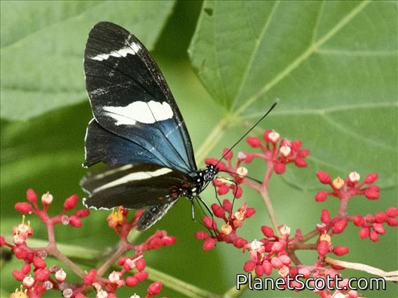 Sara Longwing (Heliconius sara)