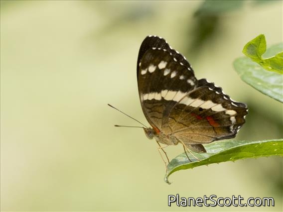 Banded Peacock (Anartia fatima)