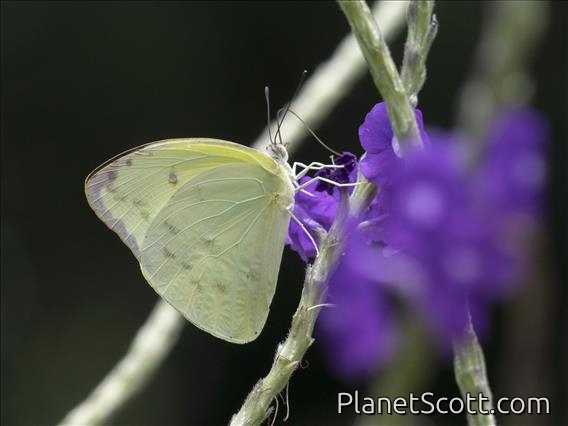 Ghost Yellow (Abaeis albula)