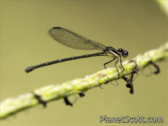 Oculate Dancer (Argia oculata)