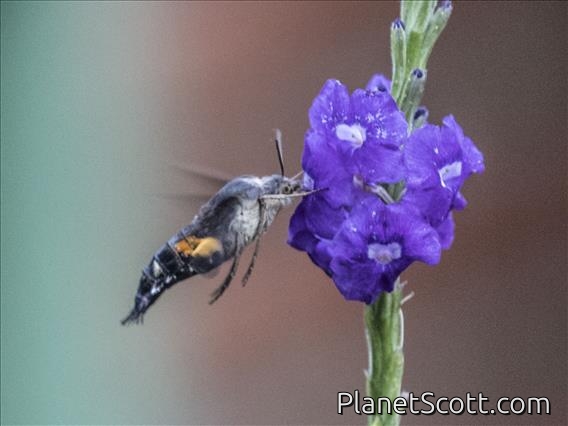 Sphinx Moth (Aellopos ceculus)