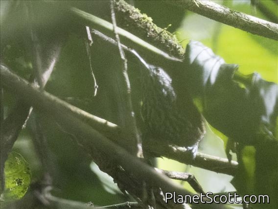 Stripe-breasted Wren (Cantorchilus thoracicus)