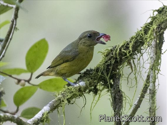 Olive-backed Euphonia (Euphonia gouldi) - Female