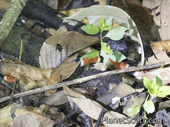 Costa Rican Coralsnake (Micrurus mosquitensis)