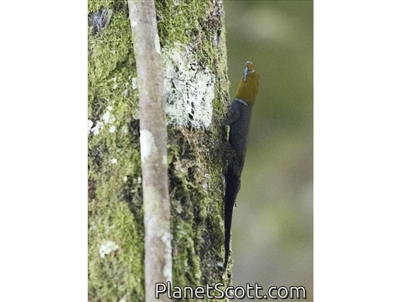 Yellow-headed Gecko (Gonatodes albogularis)