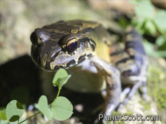 Savage's Thin-toed Frog (Leptodactylus savagei)