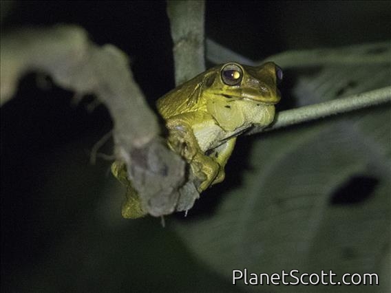 Mosquito Coast Tree Frog (Smilisca manisorum)