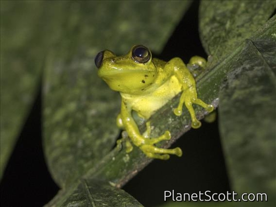 Olive Snouted Tree Frog (Scinax elaeochroa)