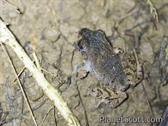 Bransford's Litter Frog (Craugastor bransfordii)