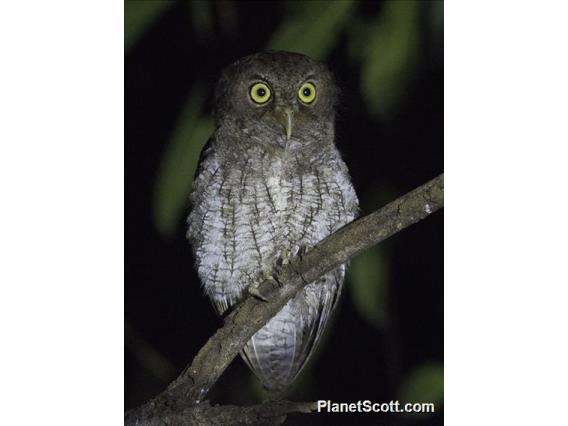 Middle American Screech-Owl (Megascops guatemalae)
