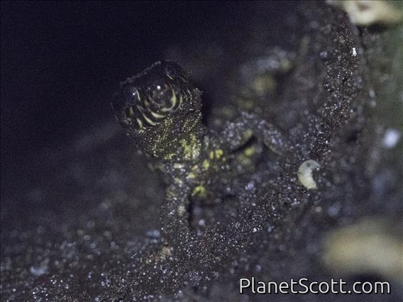 Yellow-spotted Night Lizard (Lepidophyma flavimaculatum)