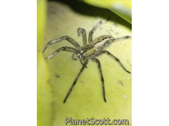 Spotted-legged Banana Spider (Cupiennius getazi)
