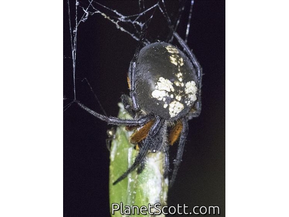 Orbweaver Spider (Eriophora fuliginea)