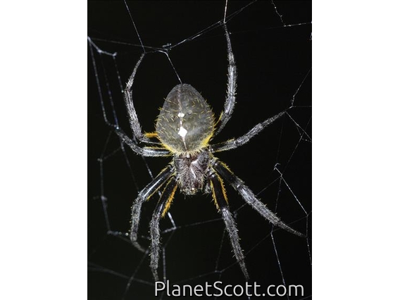 Orbweaver Spider (Eriophora sp)