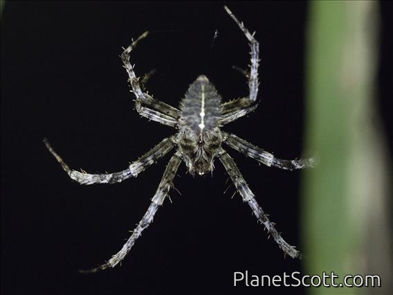 Orbweaver Spider (Eriophora sp)
