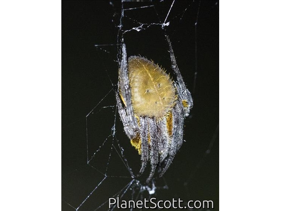 Orbweaver Spider (Eriophora edax)