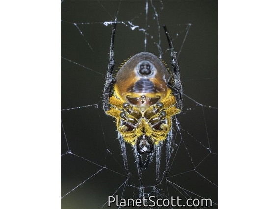 Orbweaver Spider (Eriophora edax)