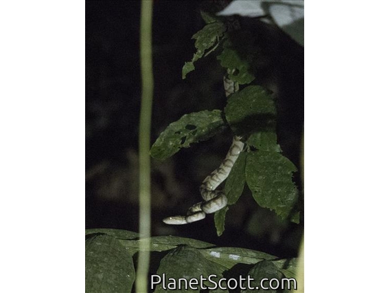 Ringed Tree Boa (Corallus annulatus)