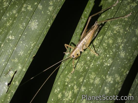 Katydid (Ischnomelini sp)