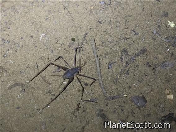 Spider Cricket (Phalangopsidae sp)