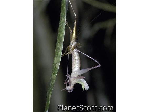 Katydid (Tettigoniidae sp)