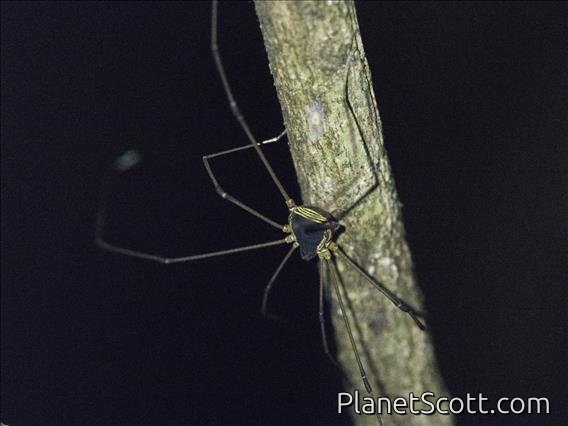 Pied Harvestman (Cynorta marginalis)