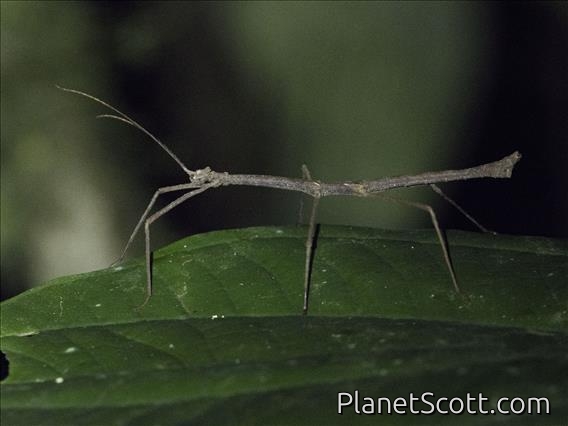 Walking Stick (Pseudophasmatidae sp)