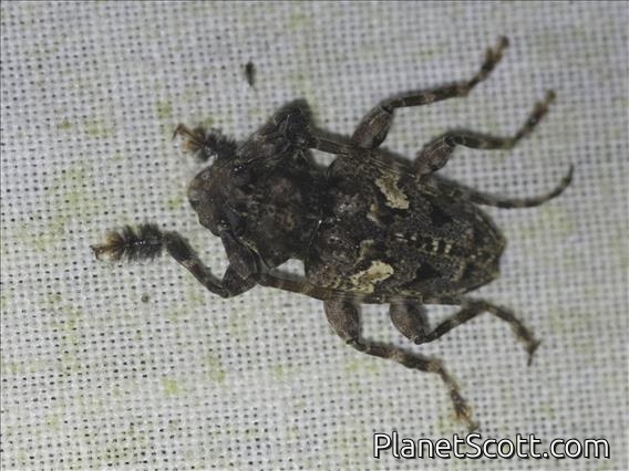 Flat-faced Longhorn Beetle (Aegomorphus circumflexus)