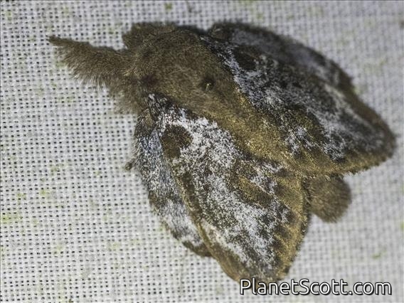 Lappet Moth (Euglyphis rundala)