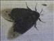 Flannel Moth (Podalia sp)