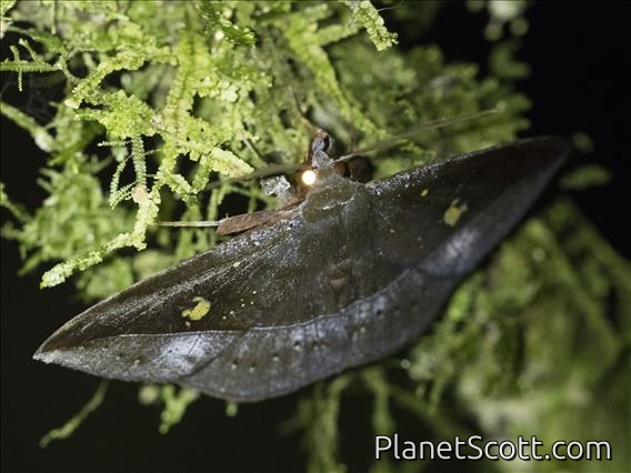 Fruit-piercing Moth (Gorgone sp)