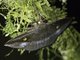 Fruit-piercing Moth (Gorgone sp)