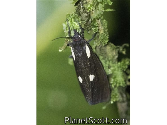 Prominent Moth (Tithraustes noctiluces)
