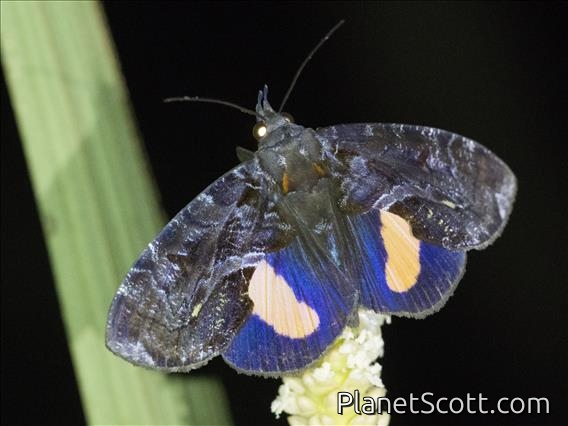 Fruit-piercing Moth (Ferenta stolliana)