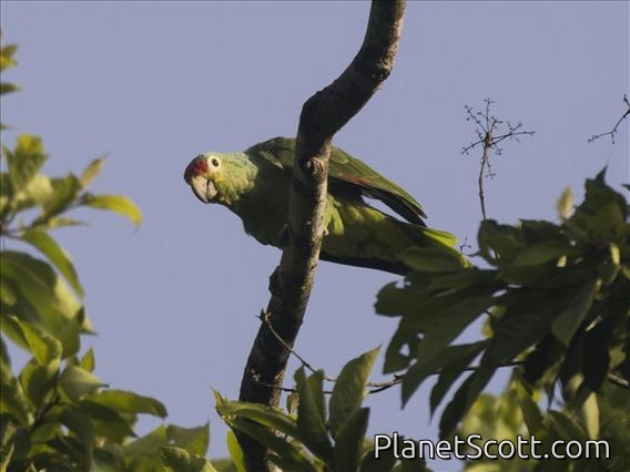 Red-lored Parrot (Amazona autumnalis)