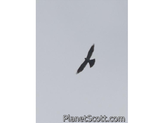 Plumbeous Kite (Ictinia plumbea)