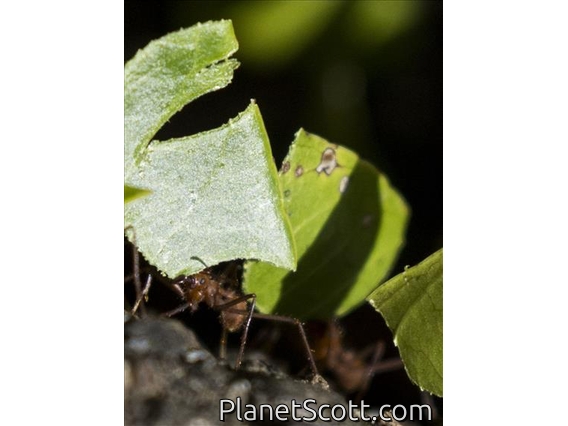 Leafcutter Ant (Attina sp)