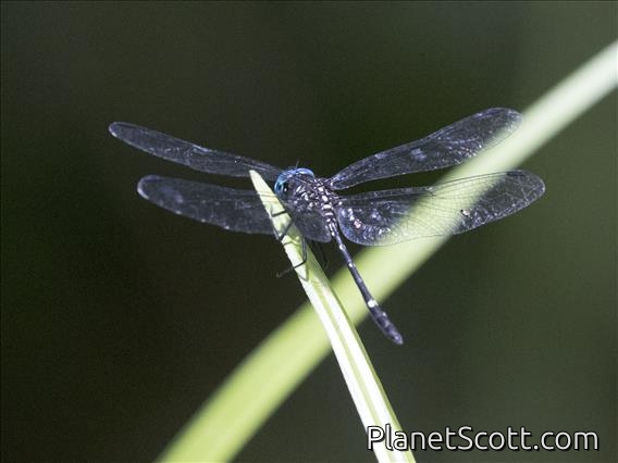 Blue-eyed Setwing (Dythemis nigra)