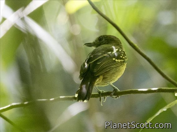 Black-crowned Antshrike (Thamnophilus atrinucha) - Male