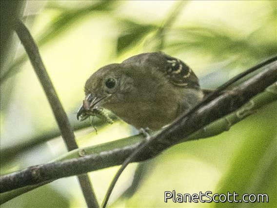 Black-crowned Antshrike (Thamnophilus atrinucha) - Female