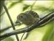Black-crowned Antshrike (Thamnophilus atrinucha) - Female