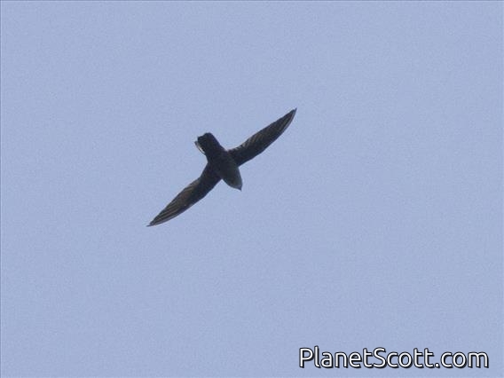 Gray-rumped Swift (Chaetura cinereiventris)